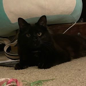 Meet your Posher, Ricky